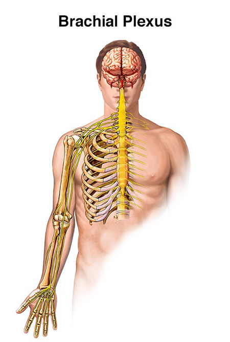 brachial-plexus-injury-brain-institute-ohsu